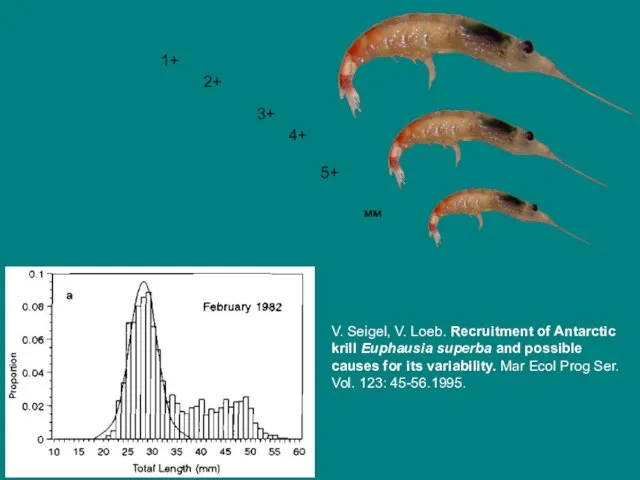 1+ 2+ 3+ 4+ 5+ мм V. Seigel, V. Loeb. Recruitment of