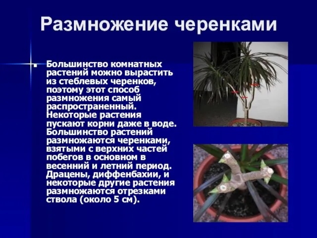 Размножение черенками Большинство комнатных растений можно вырастить из стеблевых черенков, поэтому этот