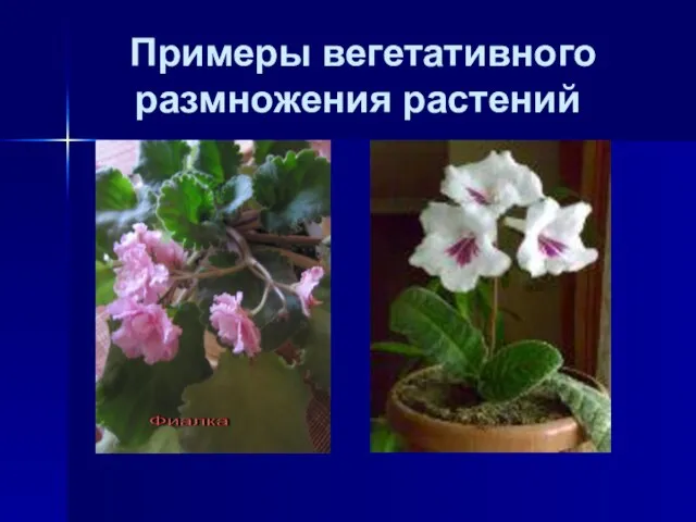 Примеры вегетативного размножения растений