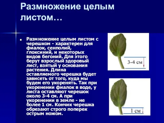 Размножение целым листом… Размножение целым листом с черешком - характерен для фиалок,
