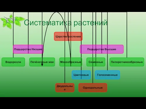 Систематика растений