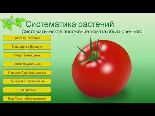 Систематика растений Систематическое положение томата обыкновенного