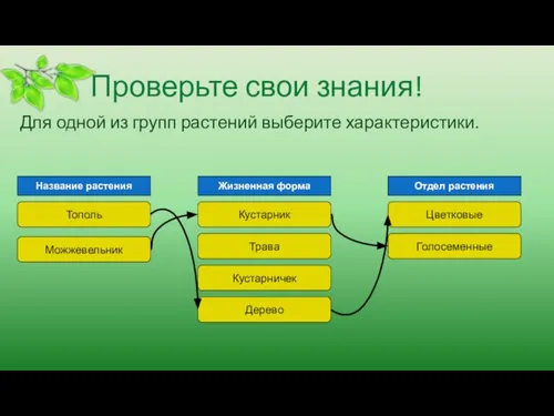 Проверьте свои знания! Для одной из групп растений выберите характеристики. Тополь Можжевельник