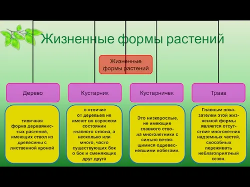 Жизненные формы растений типичная форма деревянис-тых растений, имеющих ствол из древесины с