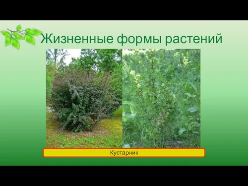 Жизненные формы растений Кустарник