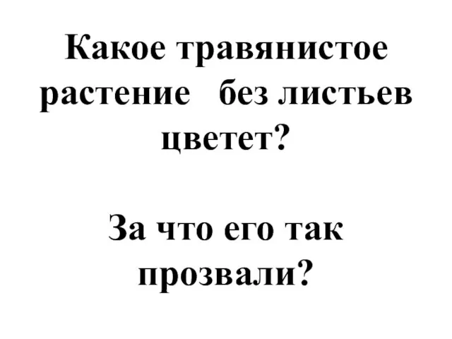 Какое травянистое растение без листьев цветет? За что его так прозвали?