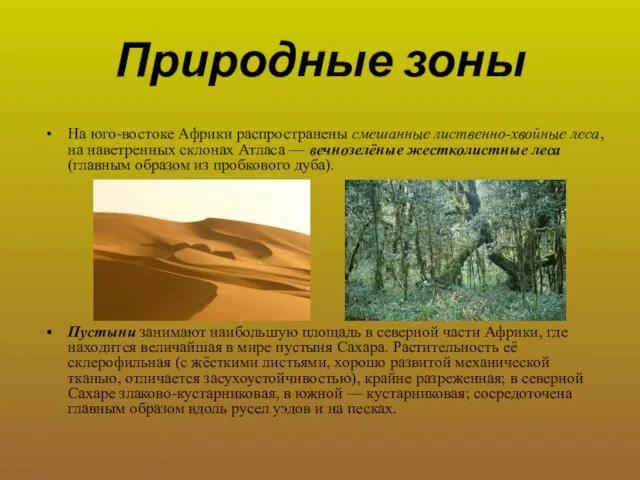 Природные зоны На юго-востоке Африки распространены смешанные лиственно-хвойные леса, на наветренных склонах