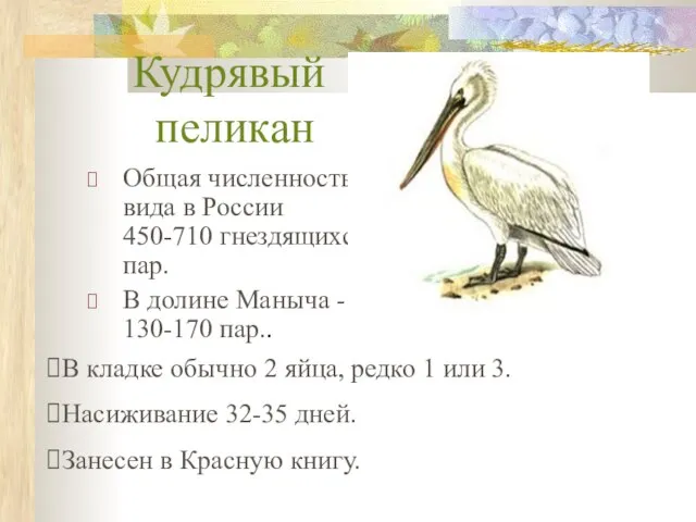 Кудрявый пеликан Общая численность вида в России 450-710 гнездящихся пар. В долине