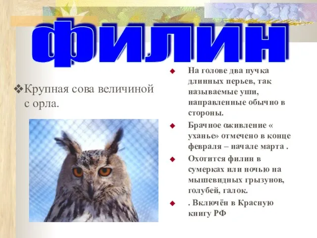 На голове два пучка длинных перьев, так называемые уши, направленные обычно в