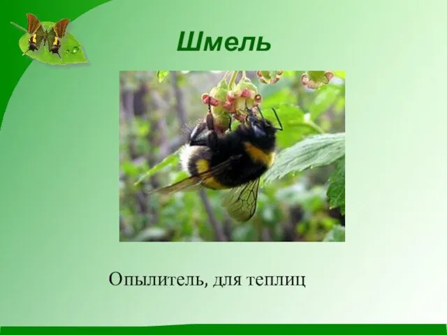 Шмель Опылитель, для теплиц