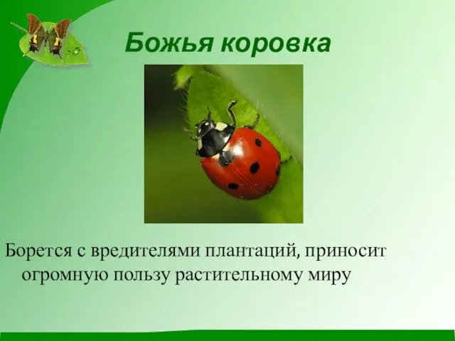 Божья коровка Борется с вредителями плантаций, приносит огромную пользу растительному миру