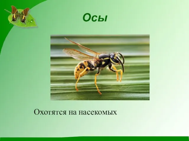 Осы Охотятся на насекомых