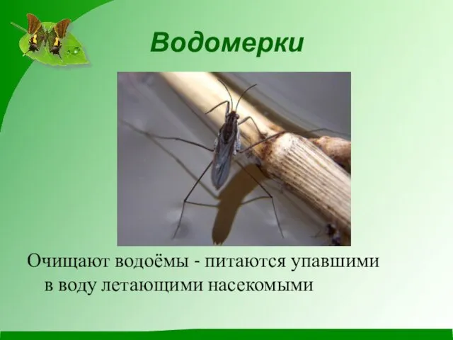 Водомерки Очищают водоёмы - питаются упавшими в воду летающими насекомыми