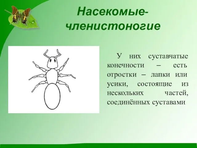 Насекомые- членистоногие У них суставчатые конечности – есть отростки – лапки или