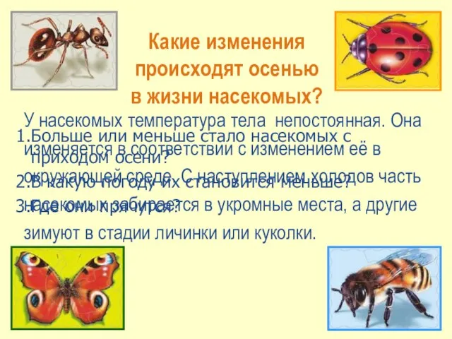 Какие изменения происходят осенью в жизни насекомых? Больше или меньше стало насекомых