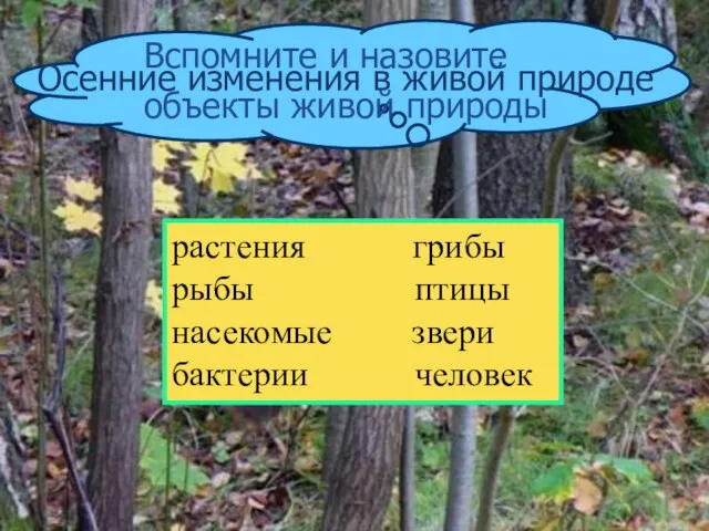 растения грибы рыбы птицы насекомые звери бактерии человек Осенние изменения в живой