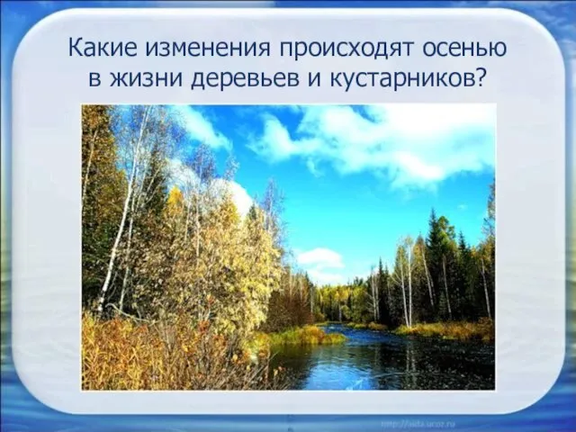 Какие изменения происходят осенью в жизни деревьев и кустарников?