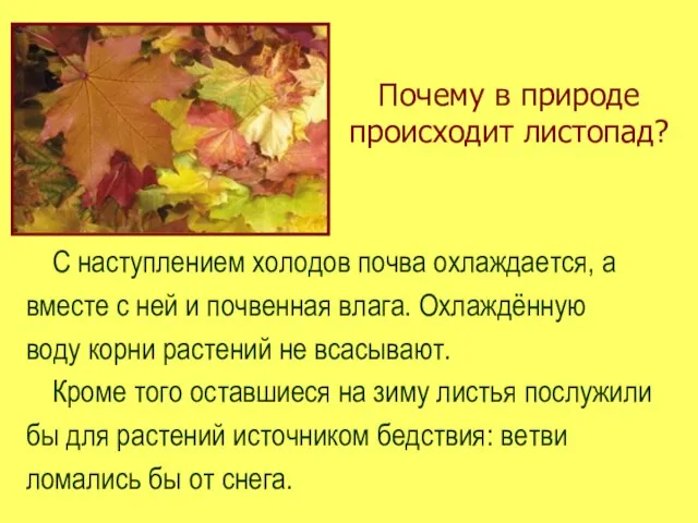 Почему в природе происходит листопад? С наступлением холодов почва охлаждается, а вместе