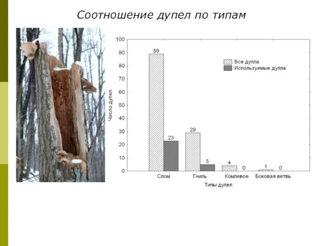 Чаще всего встречались сломы деревьев, которые использовались птицами для дневок Крупные дупла