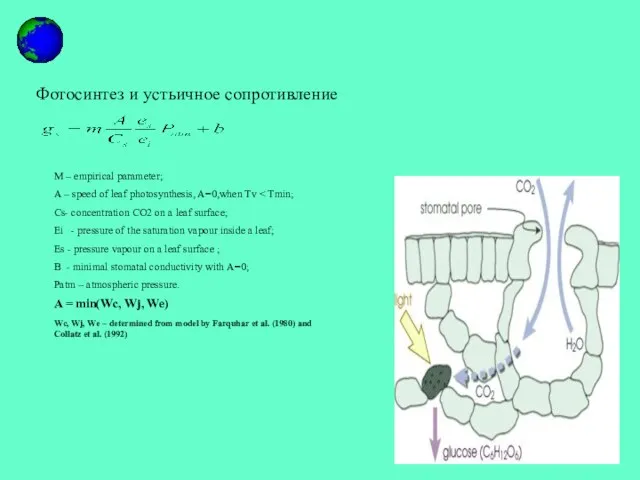 Фотосинтез и устьичное сопротивление M – empirical parameter; А – speed of