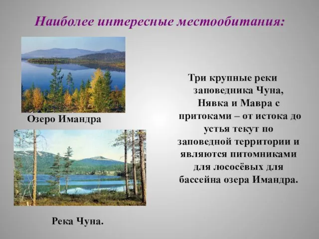 Наиболее интересные местообитания: Три крупные реки заповедника Чуна, Нявка и Мавра с