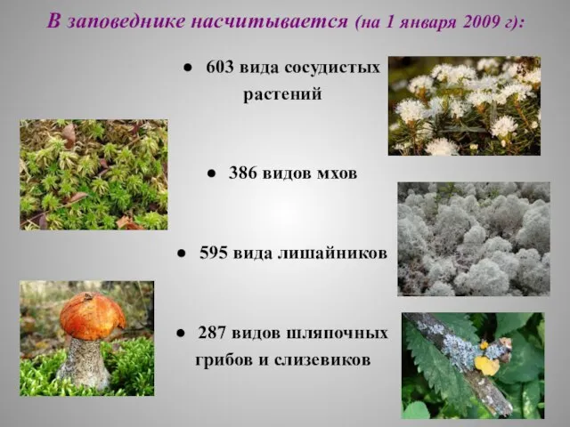 В заповеднике насчитывается (на 1 января 2009 г): 603 вида сосудистых растений