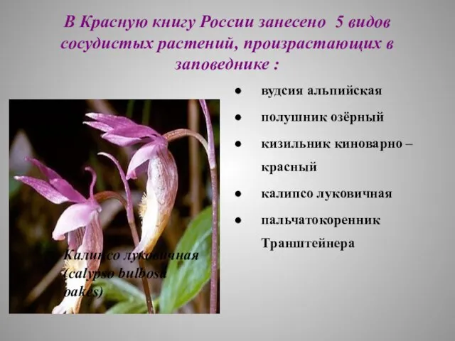 В Красную книгу России занесено 5 видов сосудистых растений, произрастающих в заповеднике