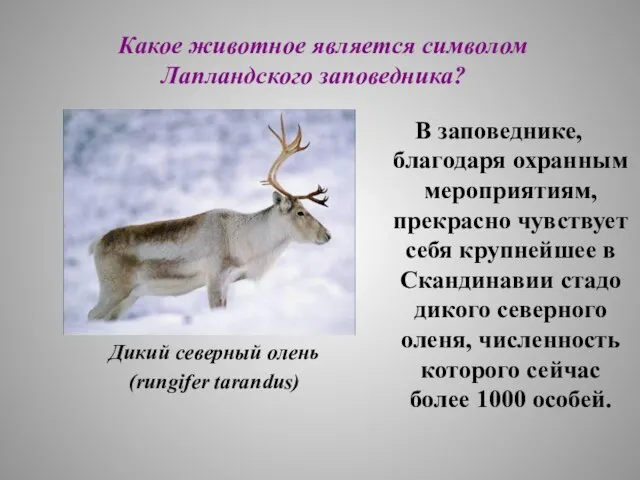 Какое животное является символом Лапландского заповедника? Дикий северный олень (rungifer tarandus) В