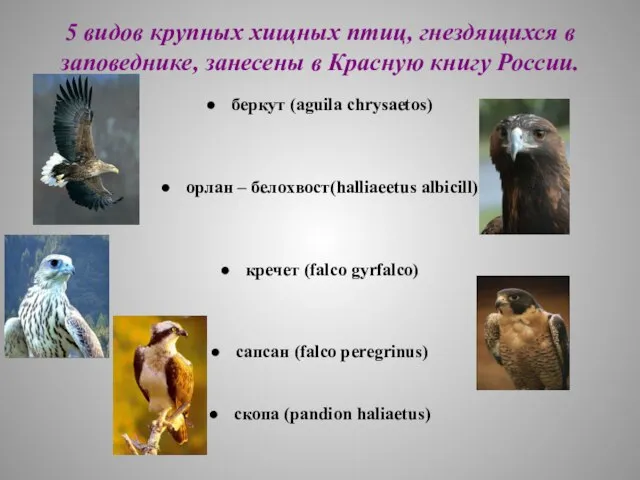 5 видов крупных хищных птиц, гнездящихся в заповеднике, занесены в Красную книгу