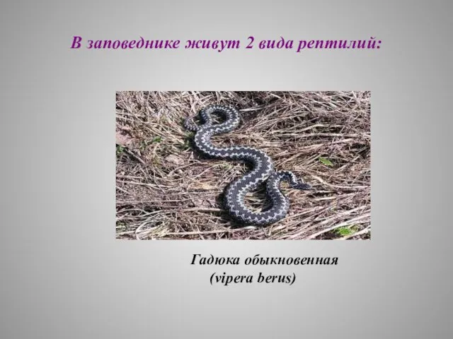 В заповеднике живут 2 вида рептилий: Гадюка обыкновенная (vipera berus)