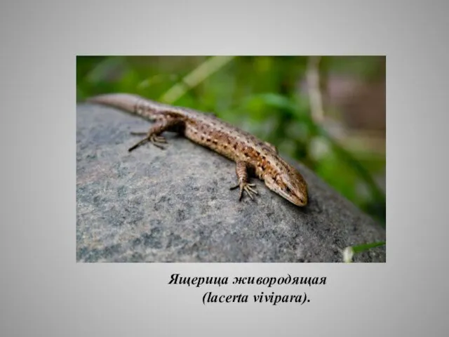 Ящерица живородящая (lacerta vivipara).