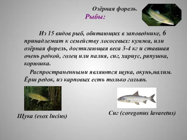 Рыбы: Из 15 видов рыб, обитающих в заповеднике, 6 принадлежат к семейству