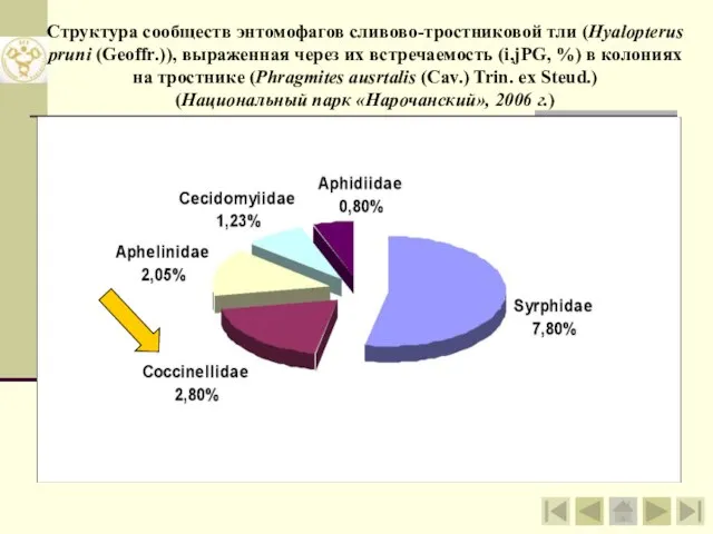 Структура сообществ энтомофагов сливово-тростниковой тли (Hyalopterus pruni (Geoffr.)), выраженная через их встречаемость