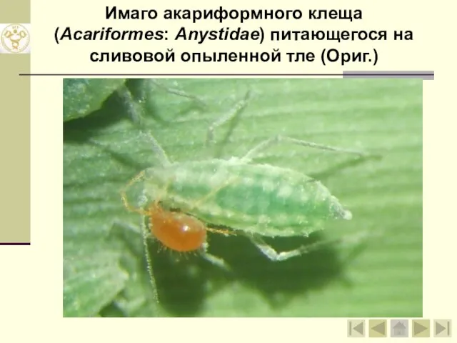 Имаго акариформного клеща (Acariformes: Anystidae) питающегося на сливовой опыленной тле (Ориг.)