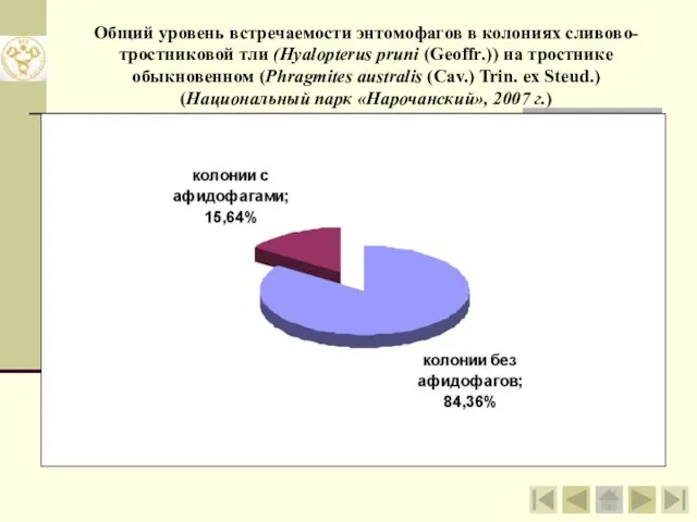 Общий уровень встречаемости энтомофагов в колониях сливово-тростниковой тли (Hyalopterus pruni (Geoffr.)) на