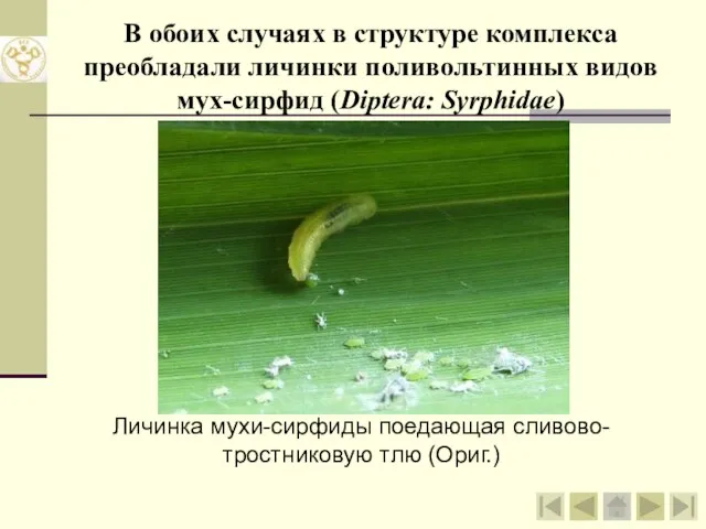 В обоих случаях в структуре комплекса преобладали личинки поливольтинных видов мух-сирфид (Diptera: