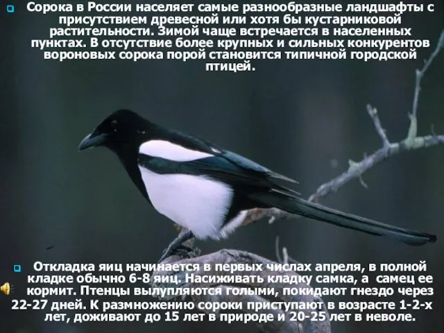 Сорока в России населяет самые разнообразные ландшафты с присутствием древесной или хотя