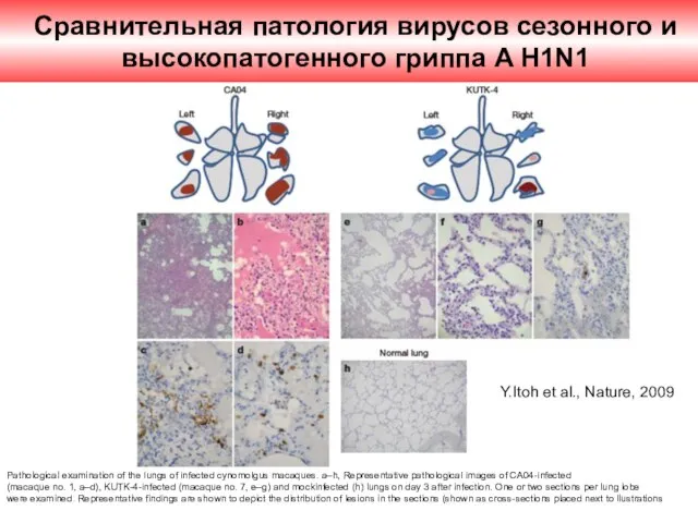 Pathological examination of the lungs of infected cynomolgus macaques. a–h, Representative pathological