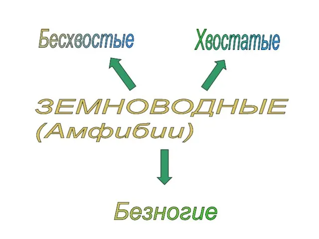 ЗЕМНОВОДНЫЕ (Амфибии) Бесхвостые Хвостатые Безногие