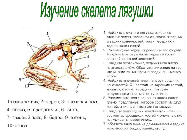 Изучение скелета лягушки 1-позвоночник, 2- череп, 3- плечевой пояс, 4- плечо, 5-