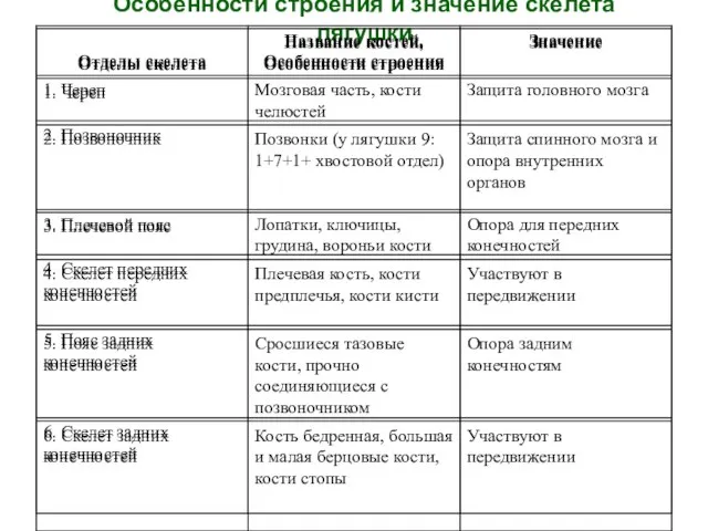 Особенности строения и значение скелета лягушки