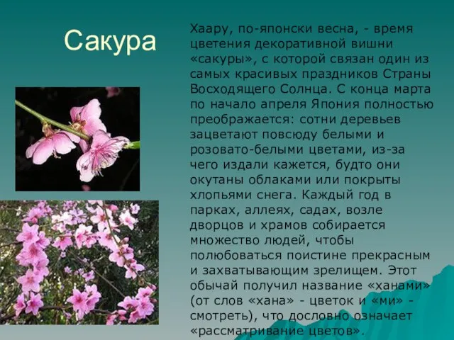 Сакура Хаару, по-японски весна, - время цветения декоративной вишни «сакуры», с которой