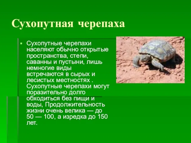 Сухопутная черепаха Сухопутные черепахи населяют обычно открытые пространства, степи, саванны и пустыни,