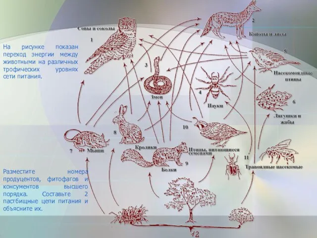 На рисунке показан переход энергии между животными на различных трофических уровнях сети