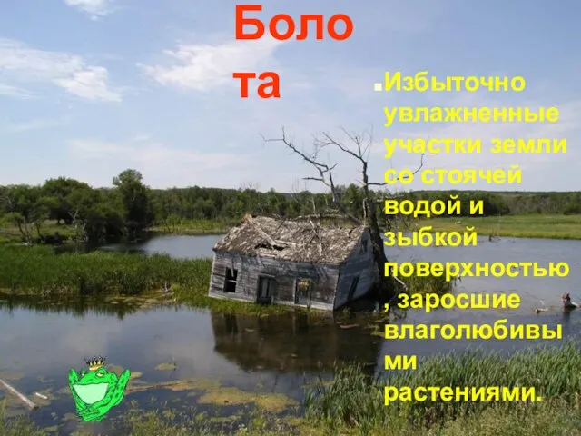 Болота Избыточно увлажненные участки земли со стоячей водой и зыбкой поверхностью, заросшие влаголюбивыми растениями.