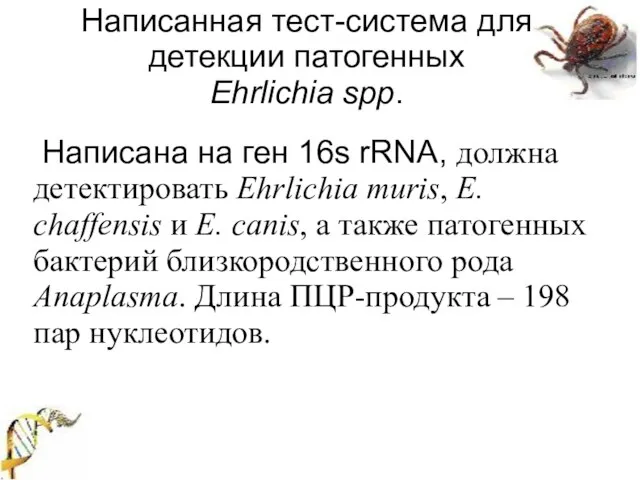 Написана на ген 16s rRNA, должна детектировать Ehrlichia muris, E. chaffensis и
