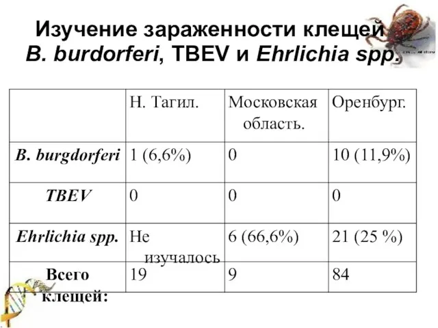 Изучение зараженности клещей B. burdorferi, TBEV и Ehrlichia spp.