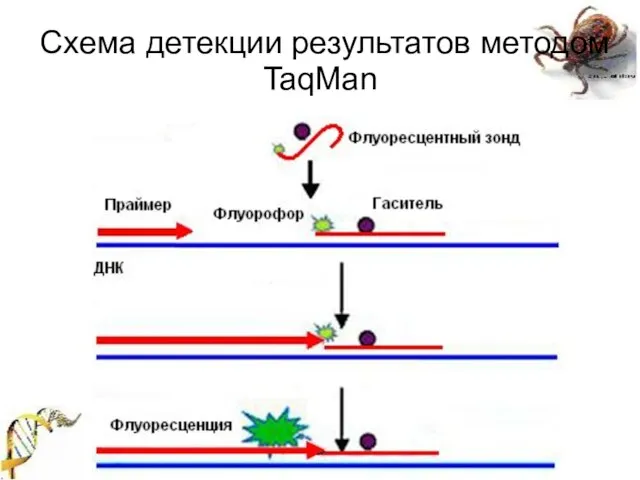 Схема детекции результатов методом TaqMan