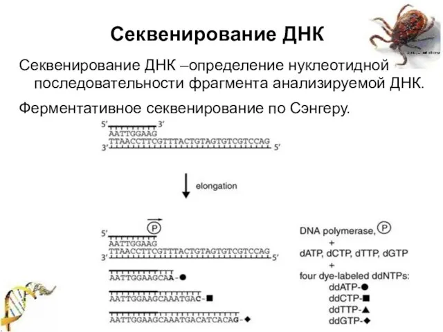 Секвенирование ДНК Секвенирование ДНК –определение нуклеотидной последовательности фрагмента анализируемой ДНК. Ферментативное секвенирование по Сэнгеру.