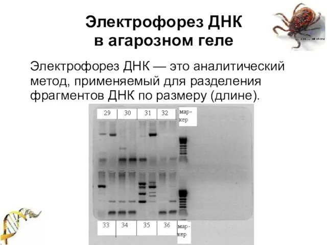 Электрофорез ДНК в агарозном геле Электрофорез ДНК — это аналитический метод, применяемый